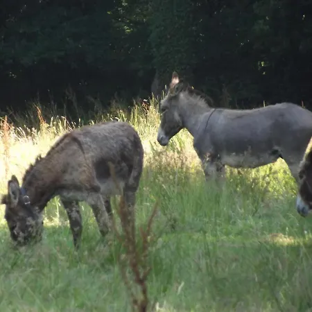 Ecuries Leseigneur - * Bolleville (Manche)