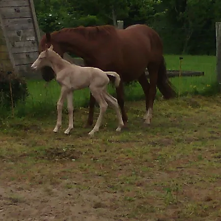 Casa vacanze Ecuries Leseigneur -