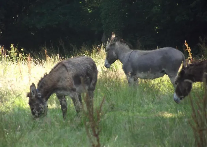 Ecuries Leseigneur - * Bolleville (Manche)