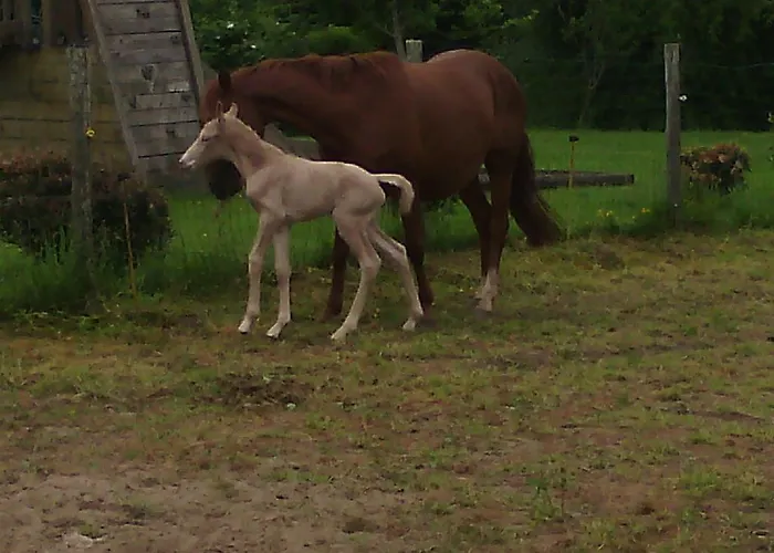 בית נופש Ecuries Leseigneur -